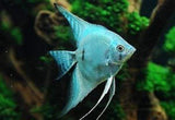 X1 Bicolor Blue Angel Fish Med 2"-3" Fresh Water-Freshwater Fish Package-www.YourFishStore.com