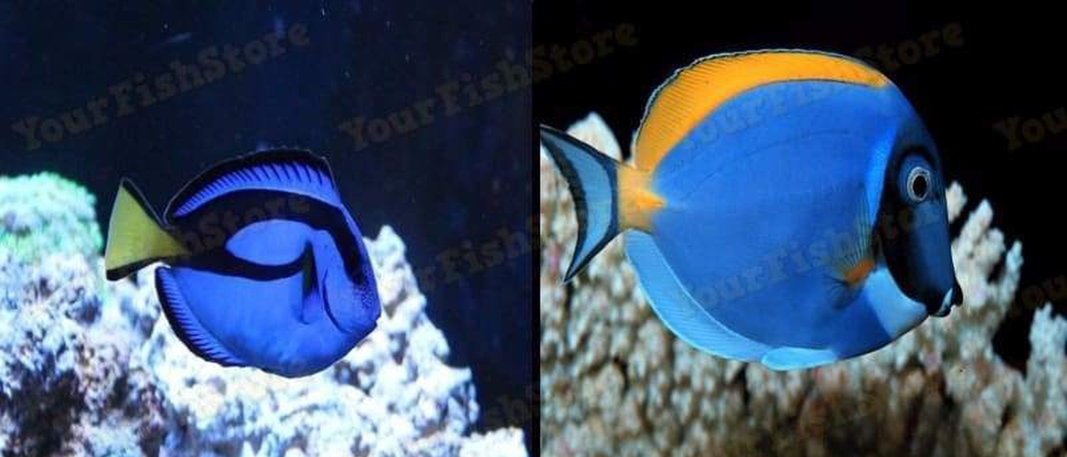X1 Blue Hippo Tang Sml 1"- 2" - X1 Powder Blue Tang Sml/Med Fish-marine fish packages-www.YourFishStore.com