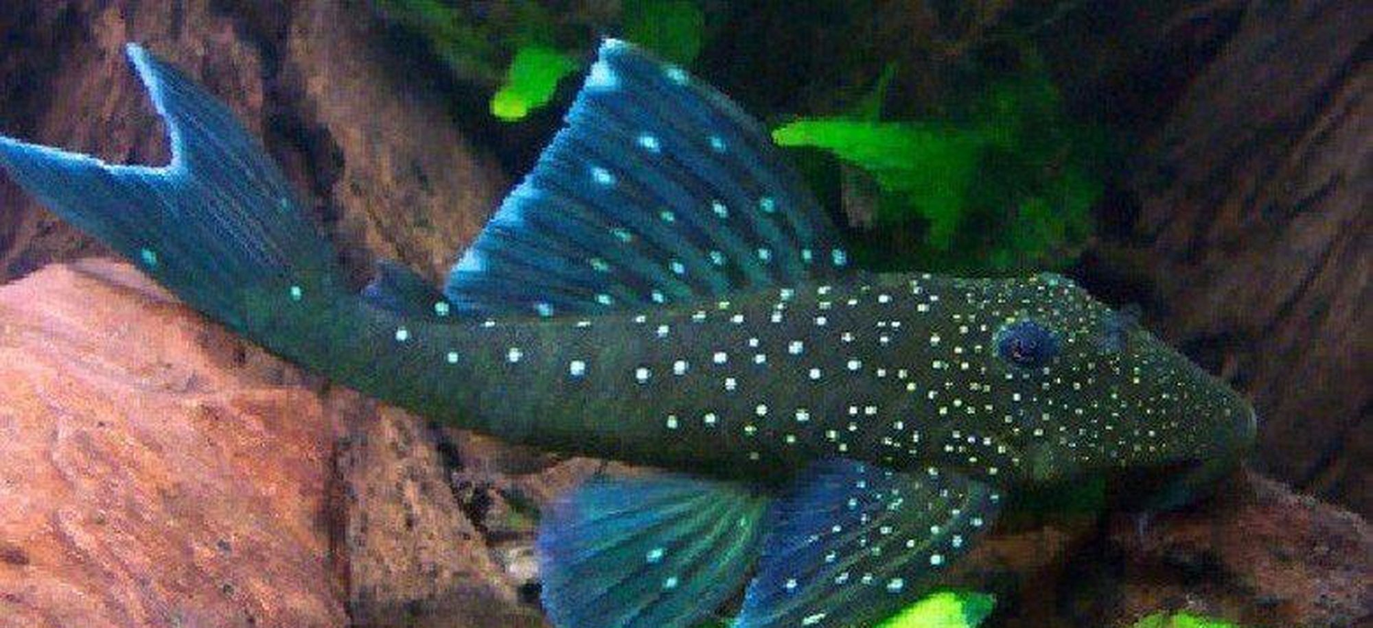 X1 Blue Phantom Pleco Sm/Med 1" - 2" Tank Cleaners! Free Shipping-Freshwater Fish Package-www.YourFishStore.com