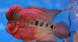 X1 Cherry Hump Head Flowerhorn Cichlid Large 4" - 6" Each Freshwater Fish-Freshwater Fish Package-www.YourFishStore.com