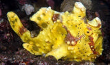 X1 Clown Angler (Frog Fish) - Med 2"-4" Marine - Saltwater-marine fish packages-www.YourFishStore.com