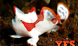 X1 Clown Med Angler (Frog Fish) - Med 2"-4" Marine - Saltwater Free Shipping-marine fish packages-www.YourFishStore.com