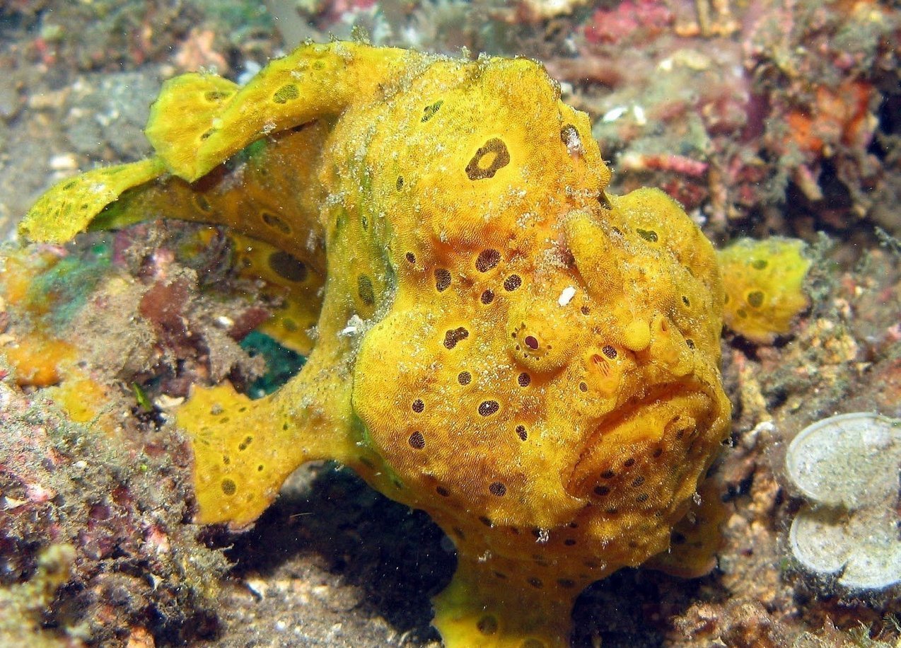 X1 Colored Angler (Frog Fish) - Med 2"-4" Marine - Saltwater Free Shipping-marine fish packages-www.YourFishStore.com