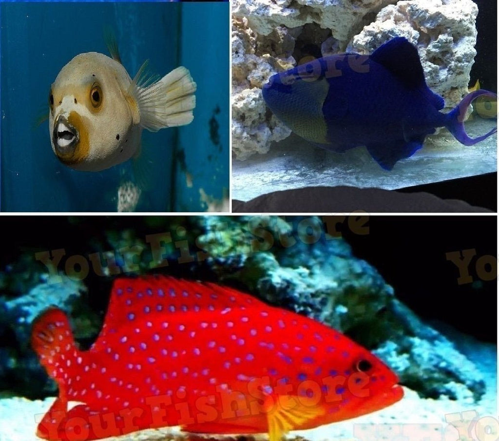 (X1) Dogface Pufferfish Med - (X1) Miniatus Grouper Med- (X1) Niger Trigger Med