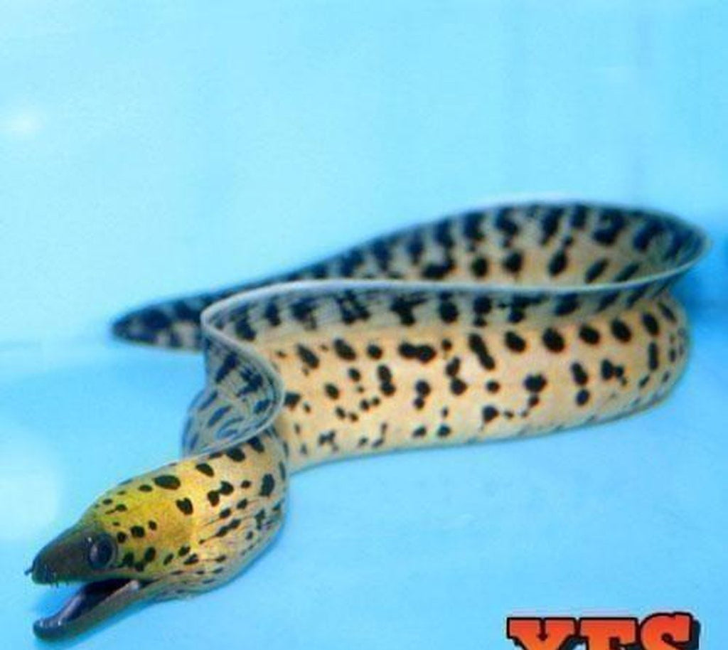 X1 Fimbriated Moray - Gymnothorax Fimbriatus Saltwater Fish Sml/Med - Saltwater Fish - Corals - Inverts Live