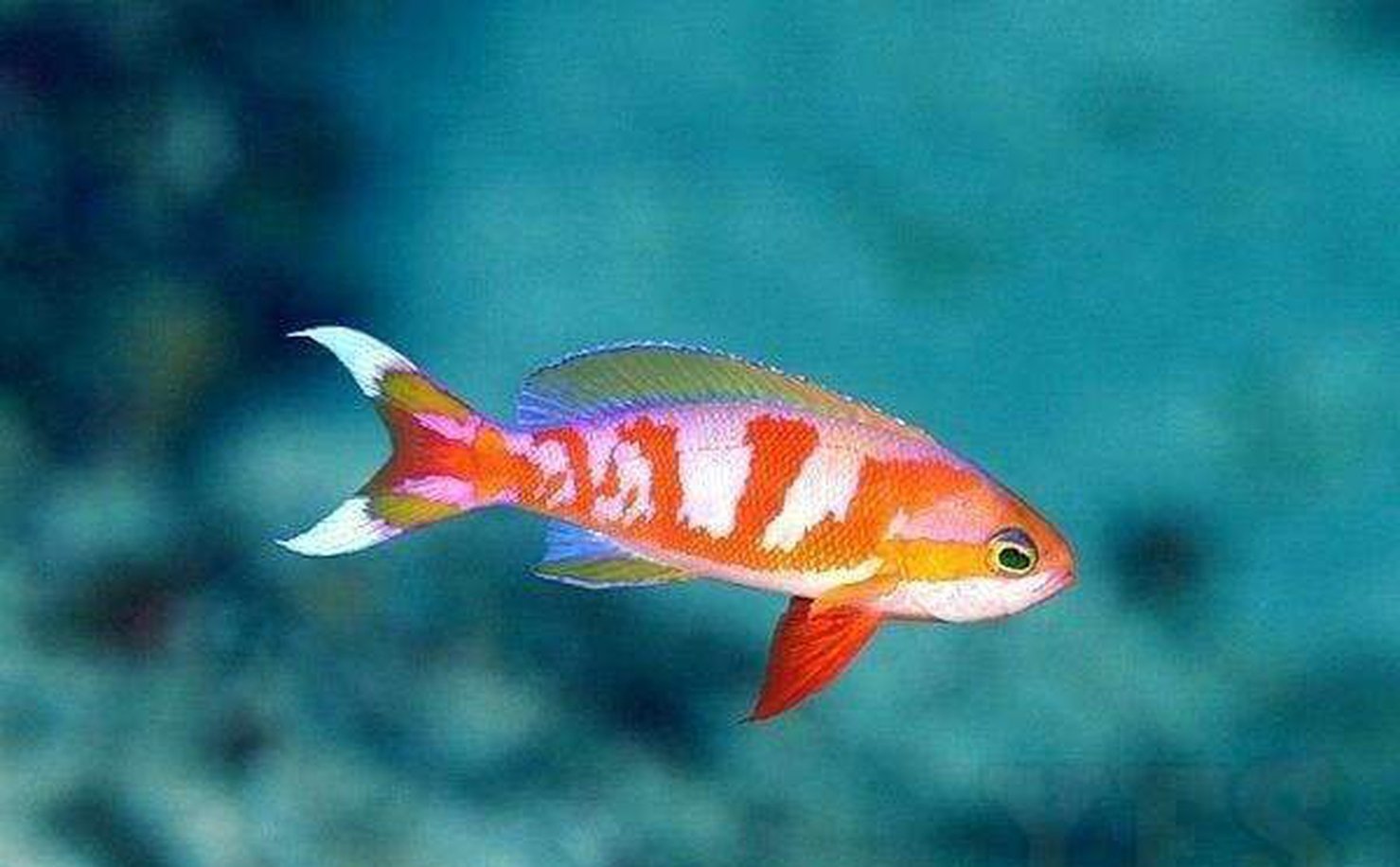 X1 Flavoguttatus Anthias - Pseudanthias Sml/Med - Fish Saltwater-marine fish packages-www.YourFishStore.com