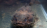 X1 Freshwater Lionfish - Batrachomoeus Trispinosus -Freshwater Fish Package-www.YourFishStore.com