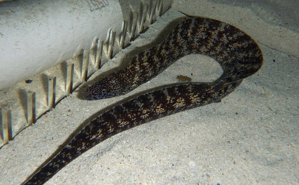 X1 Kidako Moray Eel Large - Gymnothorax Sp. Saltwater Fish - Saltwater Fish