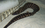 X1 Kidako Moray Eel Large - Gymnothorax Sp. Saltwater Fish - Saltwater Fish-marine fish packages-www.YourFishStore.com