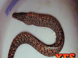 X1 Kidako Moray Eel Sml/Med - Gymnothorax Sp. Saltwater Fish-marine fish packages-www.YourFishStore.com