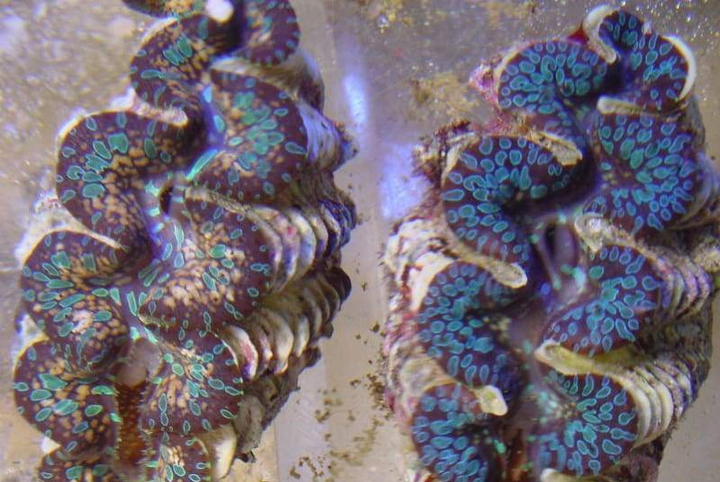X1 Large Maxima Clam 4" - 5" Each Assorted - Tridacna Aquacultured - 1st Grade Type