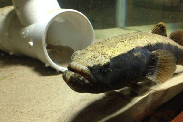 X1 Large Water Cow Goby Fish 5