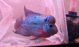X1 Magma Flowerhorn Cichlid Med 2" - 3" Each Freshwater Fish-Freshwater Fish Package-www.YourFishStore.com