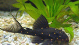 X1 Mustard Spot Pleco Med 2"-3" Tank Cleaners!-Freshwater Fish Package-www.YourFishStore.com