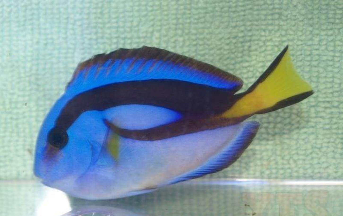 X1 (One) Regal Blue Hippo Tang Fish Package - Med 2 1/2"- 3 1/2"-marine fish packages-www.YourFishStore.com