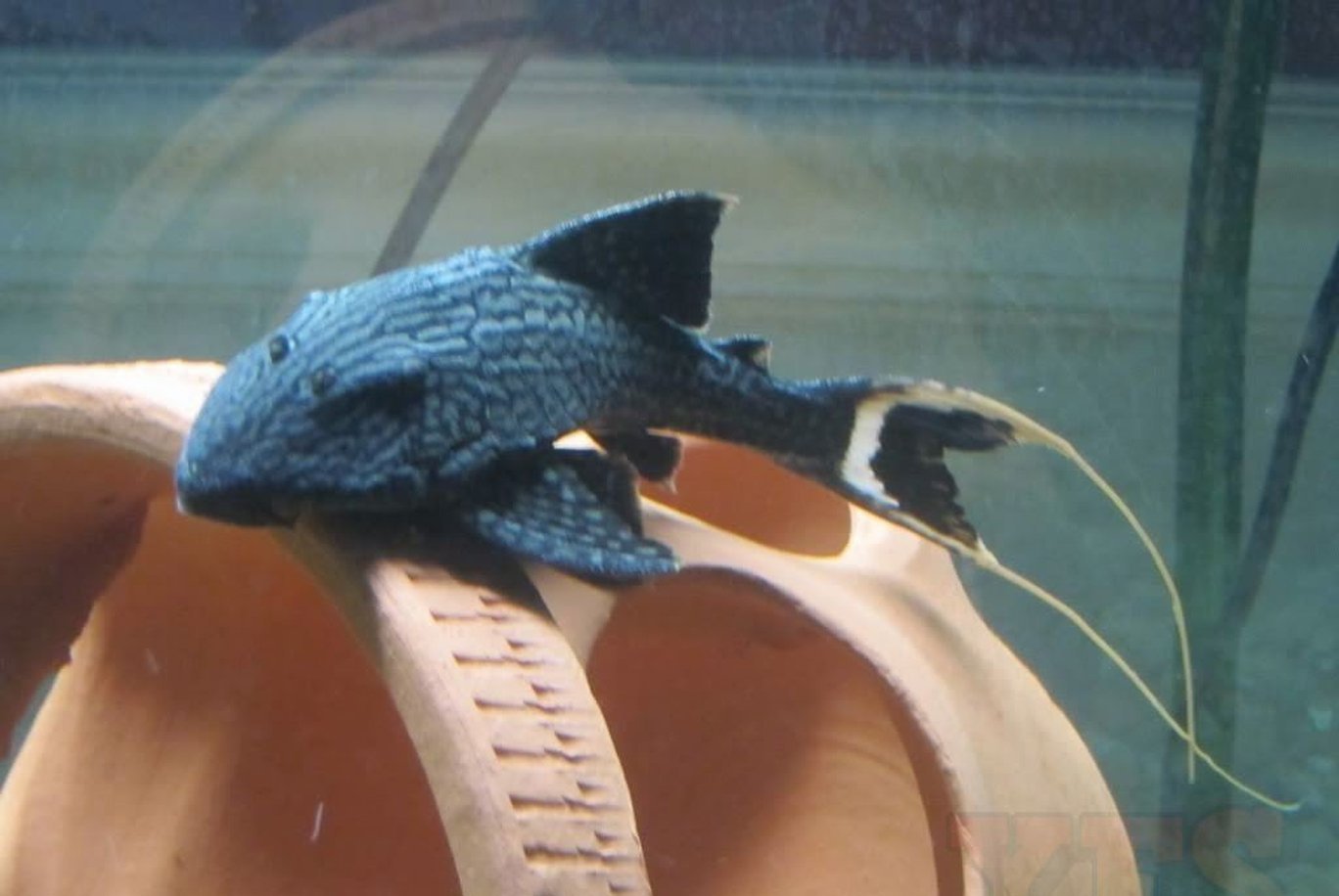 X1 Papa Lyretail Pleco Sml/Med 1"-2" Tank Cleaners!-Freshwater Fish Package-www.YourFishStore.com
