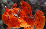 X1 Red Angler (Frog Fish) - Med 2"-4" Marine - Saltwater Free Shipping-marine fish packages-www.YourFishStore.com