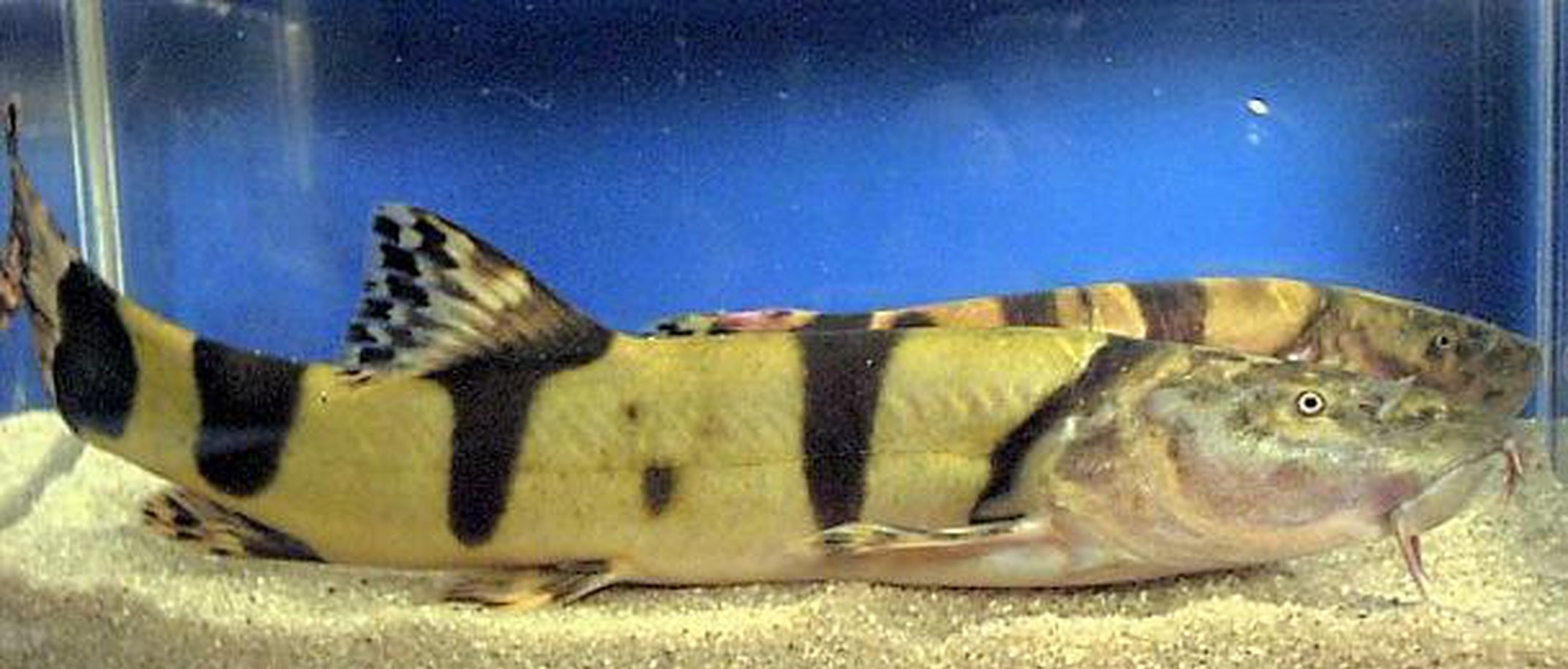X1 Royal Clown Loach Jumbo Size Fish Freshwater only