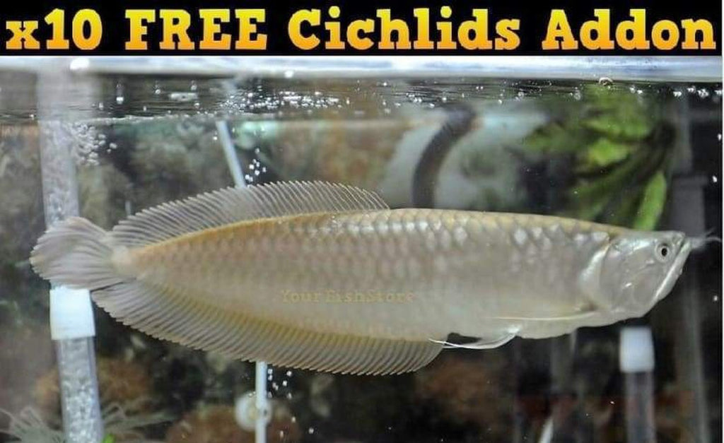 X1 Silver Arowana Md/Lrg Fish 4" -5" + X10 Cichlids - Freshwater