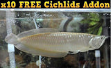 X1 Silver Arowana Md/Lrg Fish 4" -5" + X10 Cichlids - Freshwater-Freshwater Fish Package-www.YourFishStore.com