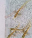 X1 Silver Arowana Sml + X10 Cichlids - Freshwater-Freshwater Fish Package-www.YourFishStore.com