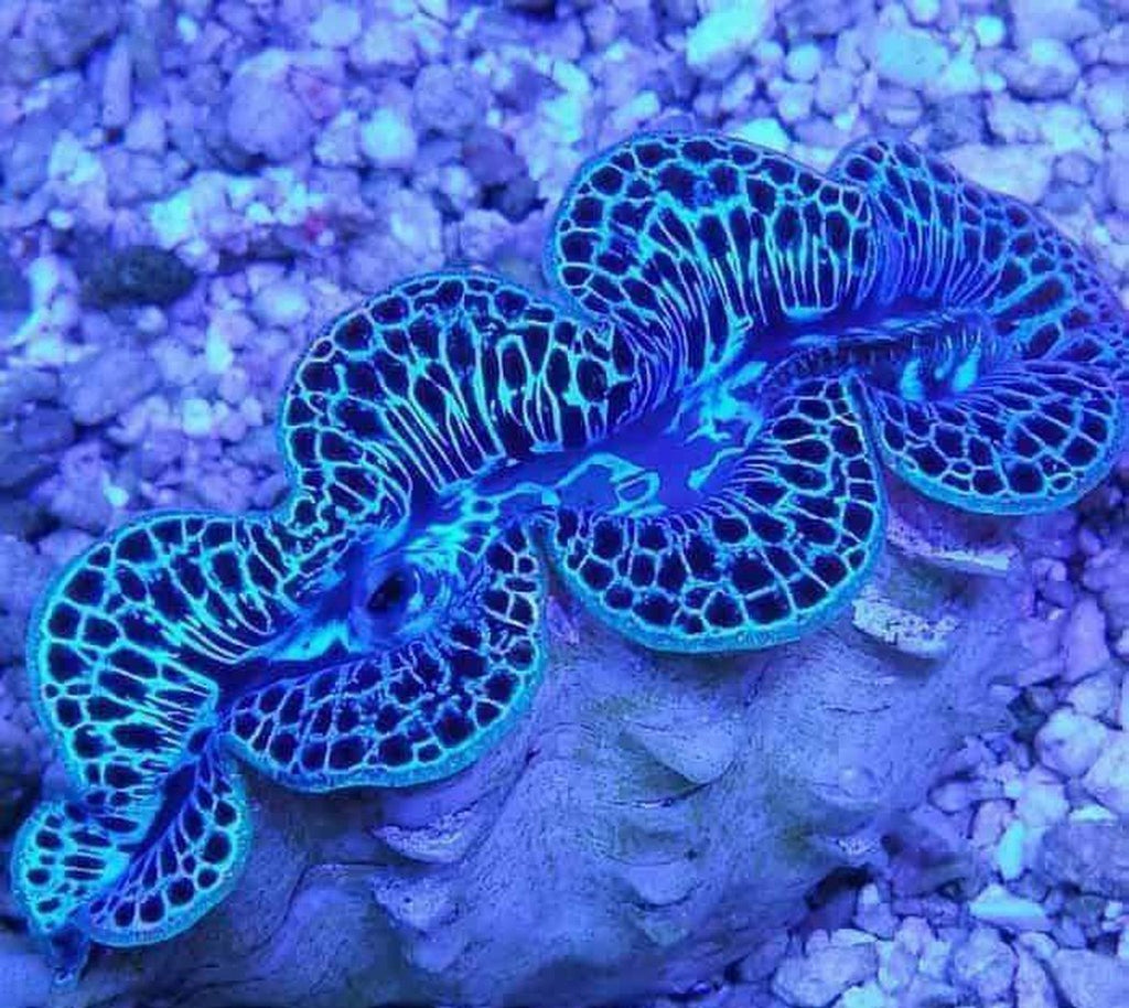 X1 Sm/Med Maxima Clam 2" - 3" Each Assorted - Tridacna Aquacultured - 1st Grade Type