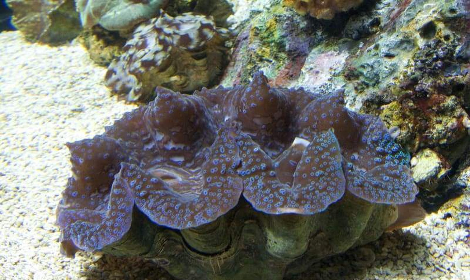 X1 Sm/Med Maxima Clam 2" - 3" Each Assorted - Tridacna Aquacultured-Clam Packages-www.YourFishStore.com