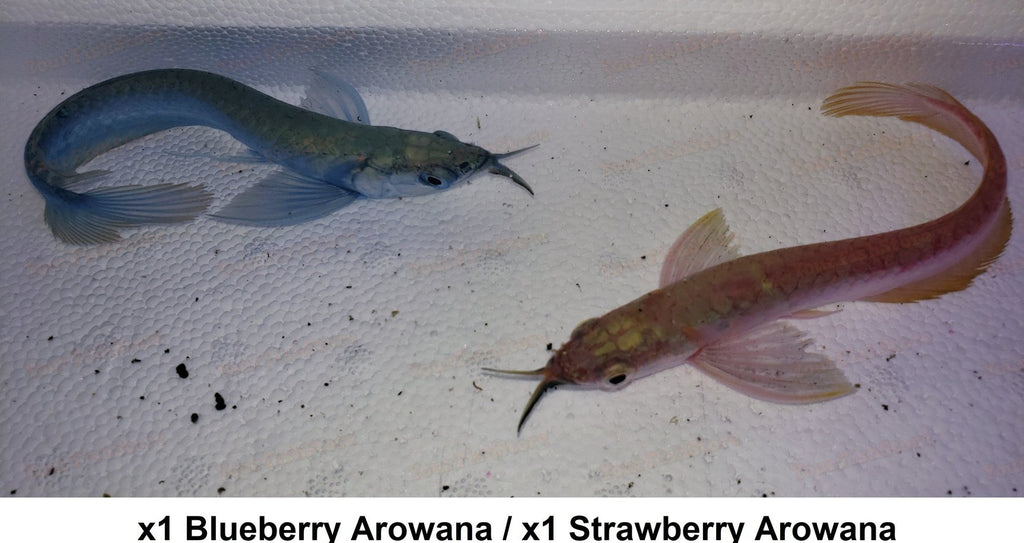 X1 Strawberry & Blueberry Arowana Package- Freshwater