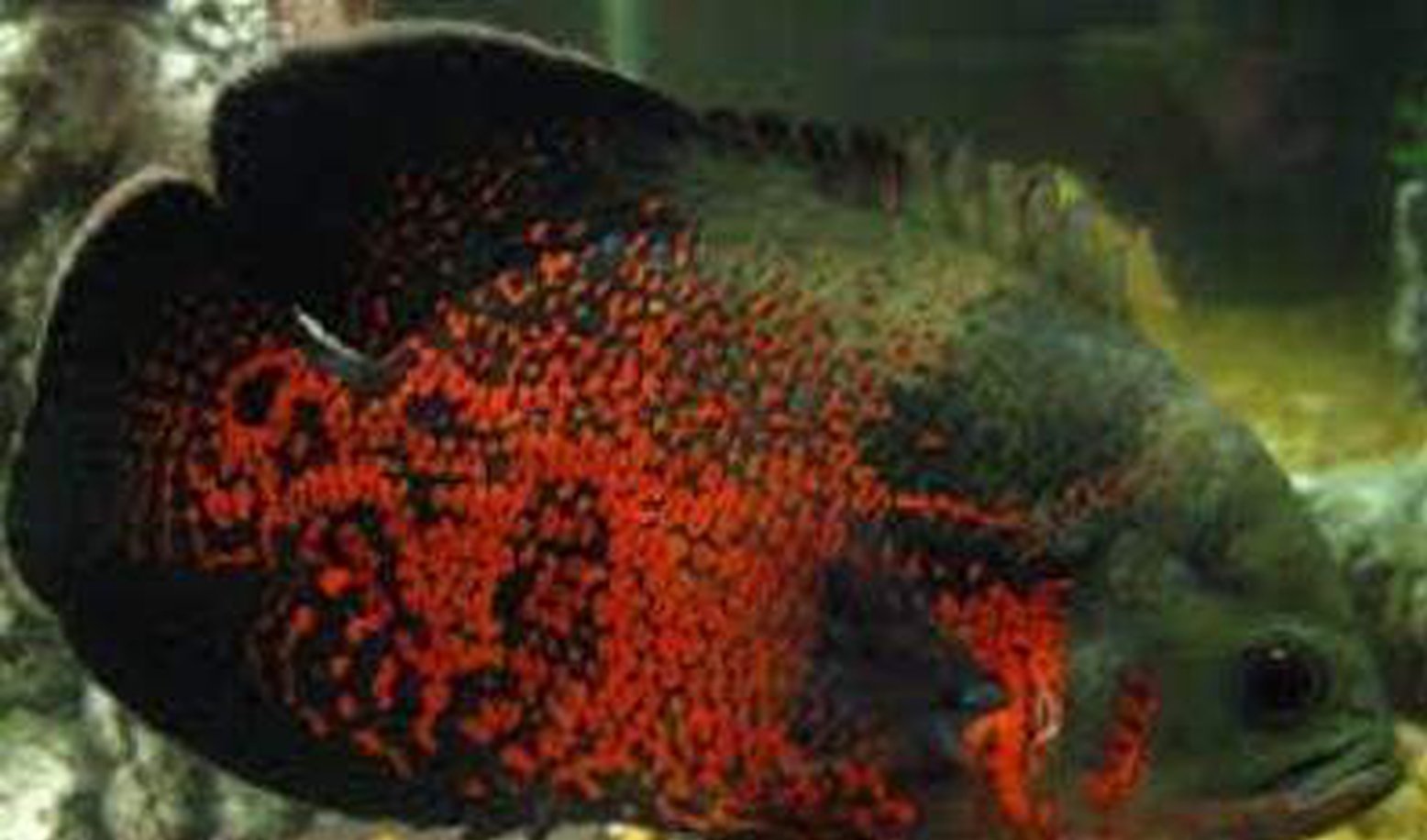 X1 Tiger Oscar Large 4" - 6" Each - Freshwater Package-Freshwater Fish Package-www.YourFishStore.com