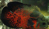 X1 Tiger Oscar Large 4" - 6" Each - Freshwater Package-Freshwater Fish Package-www.YourFishStore.com