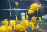 X1 Vlamingi Tang Sml/Med 1" - 2" - X1 Yellow Tang Sml/Med 1"-2-marine fish packages-www.YourFishStore.com