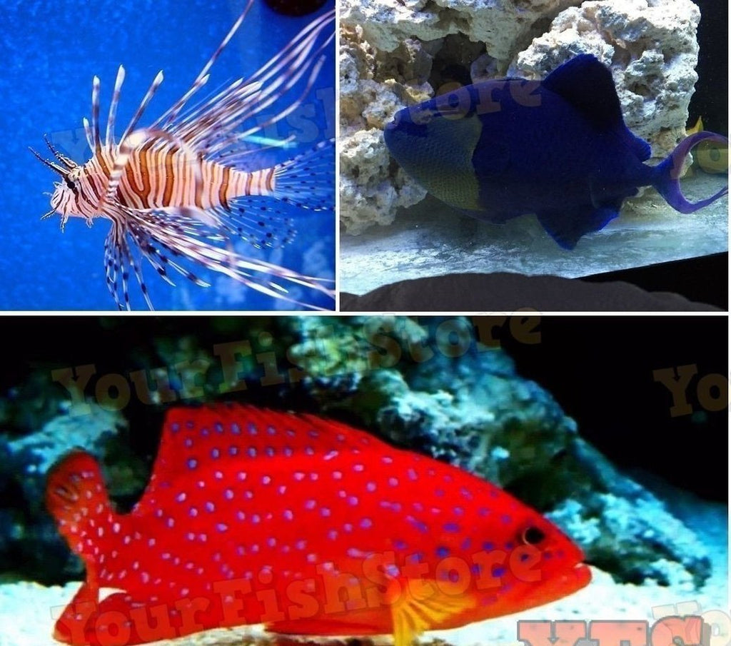 (X1) Volitan Lion Fish Med - (X1) Miniatus Grouper Med- (X1) Niger Trigger Med