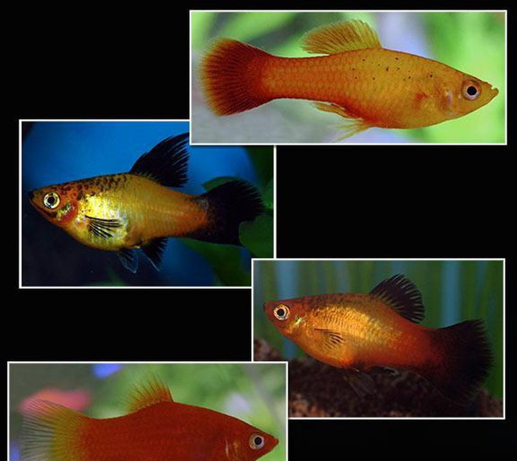 X10 ASSORTED PLATY LIVE FISH PACKAGE - FREE SHIP - BULK SAVE