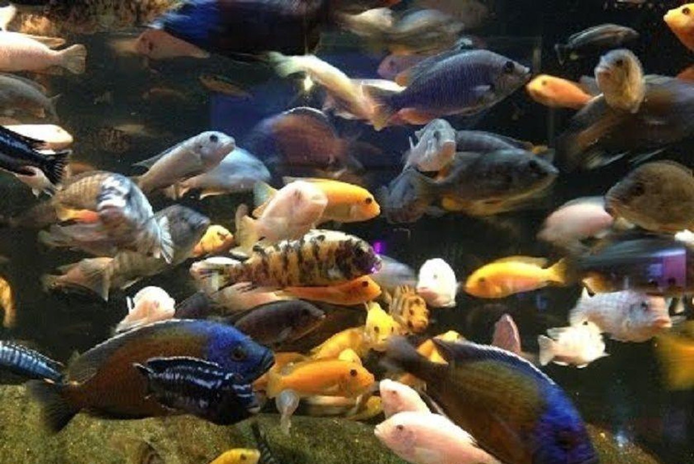 X10 African Cichlid Assorted Large 4"- 5" - Freshwater-Freshwater Fish Package-www.YourFishStore.com