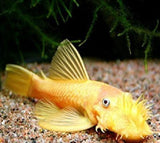 X10 Albino Bristlenose Pleco Sm/Med 1" - 1 /2" Tank Cleaners! Free Shipping-Freshwater Fish Package-www.YourFishStore.com