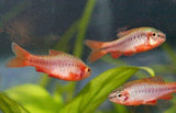 X10 Albino Cherry Barb Fish Package-Freshwater Fish Package-www.YourFishStore.com