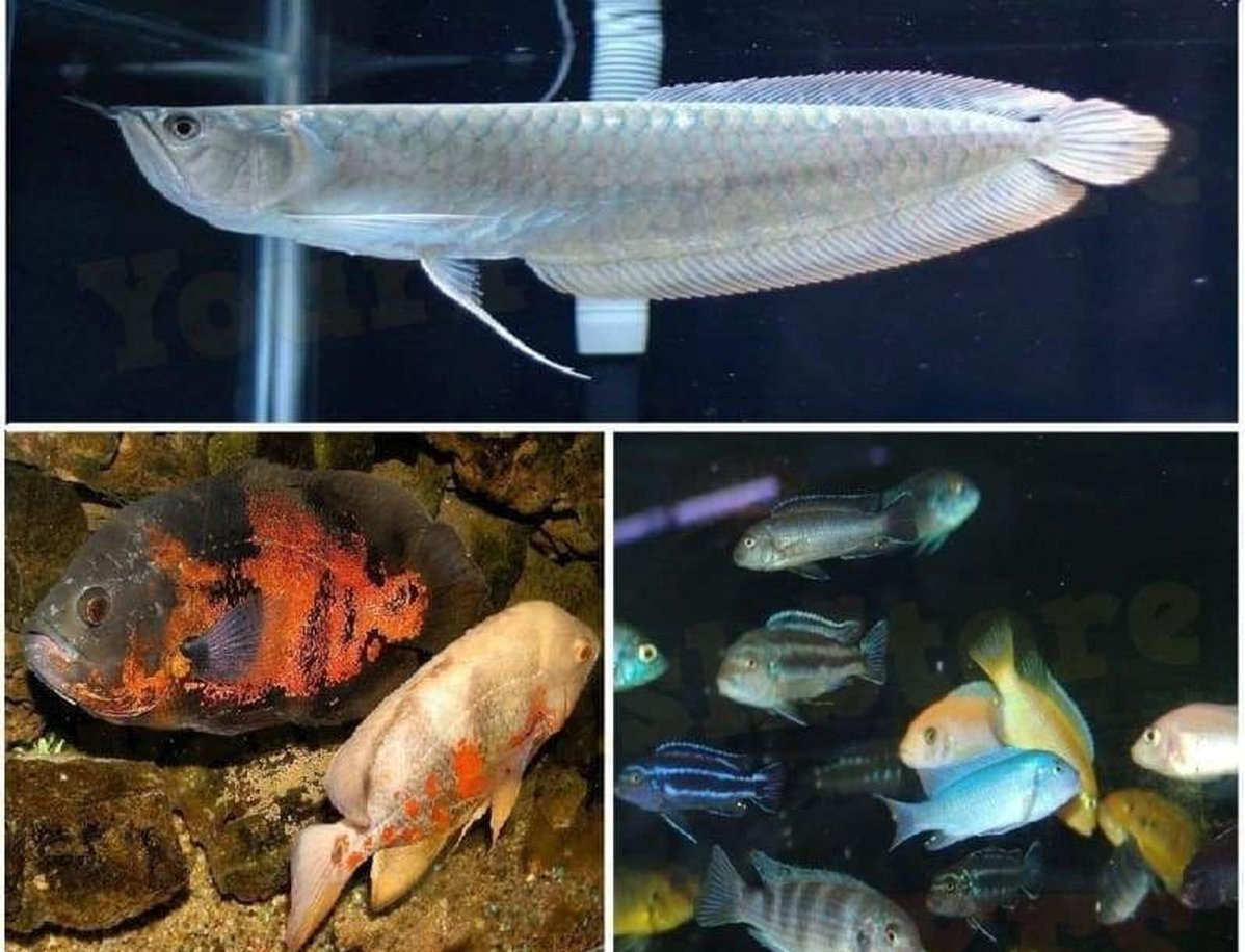 X10 Assorted African Cichlids X3 Assorted Oscars X1 Arowana Fish