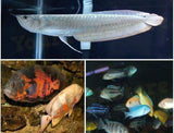 X10 Assorted African Cichlids / X3 Assorted Oscars / X1 Arowana Fish Package-Freshwater Fish Package-www.YourFishStore.com