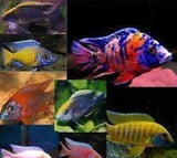X10 Assorted Aulonocara Peacock-Freshwater Fish Package-www.YourFishStore.com