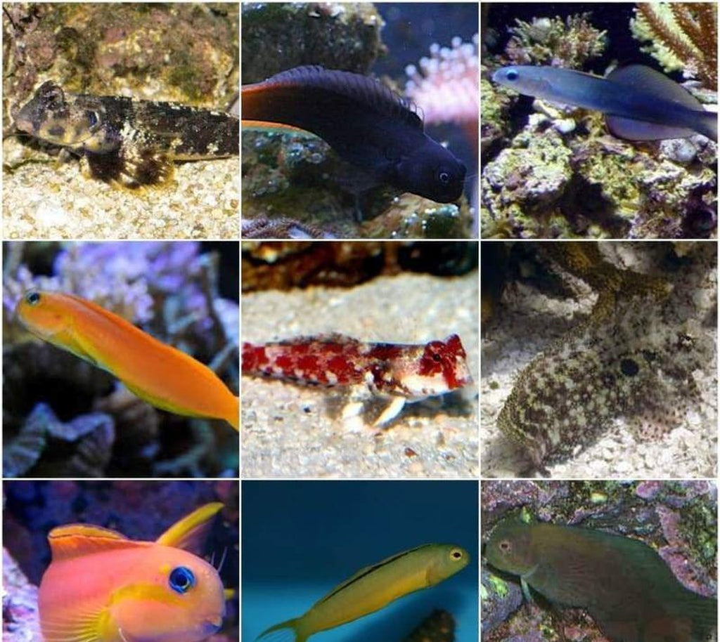 X10 Assorted Blenny Fish - Saltwater - Yourfishstore