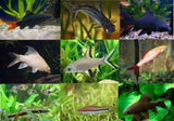 X10 Assorted Fresh Water Shark Fish Sml/Med - Yourfishstore-Freshwater Fish Package-www.YourFishStore.com
