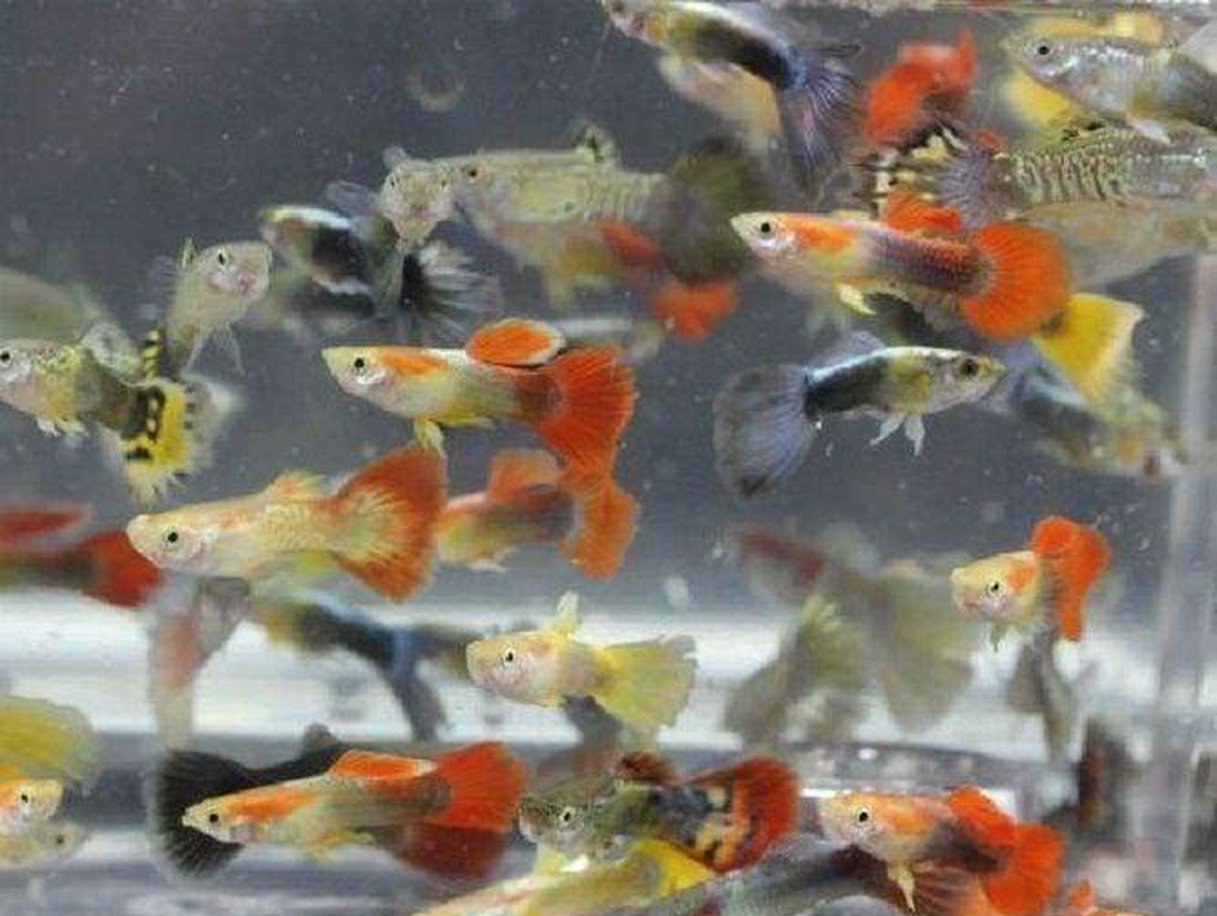 X10 Assorted Guppy Male / X10 Assorted Guppy Female - Fish Live-Freshwater Fish Package-www.YourFishStore.com