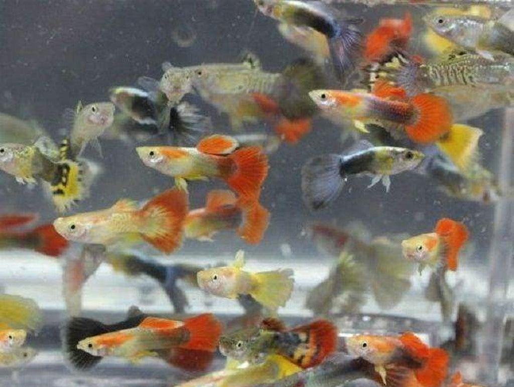X10 Assorted Guppy Male / X10 Assorted Guppy Female + x10 Assorted Plants - Fish Live