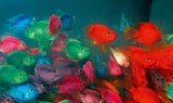 X10 Assorted Jellybean Parrot Cichlid Fish - Freshwater Live-Freshwater Fish Package-www.YourFishStore.com