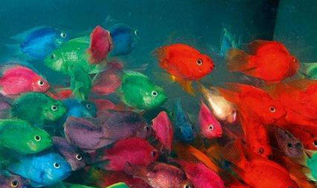 X10 Assorted Jellybean Parrot Cichlid Fish + x10 Assorted Plants - Freshwater Live
