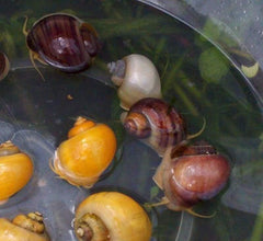 X10 Assorted Mystery Snails *Share And Receive Free*-SHARE_FREE-www.YourFishStore.com
