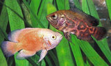 X10 Assorted Oscar Fish Sml/Med 2"-3" Each - Freshwater-Freshwater Fish Package-www.YourFishStore.com
