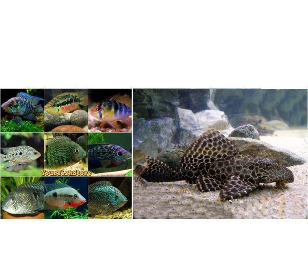 X10 Assorted South American Cichlids Sml/Med - x10 Pleco Florida Sucker Fish Sml 2" - 3" Tank Cleaners! Free Shipping-Freshwater Fish Package-www.YourFishStore.com