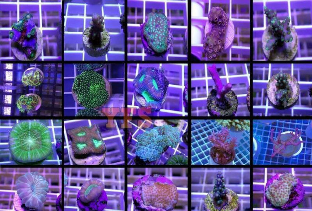 X10 Assorted Sps & Lps Frag Package - Live Coral *Bulk Save