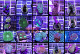 X10 Assorted Sps & Lps Frag Package - Live Coral *Bulk Save-frag packages-www.YourFishStore.com